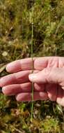 Image of variegated scouringrush