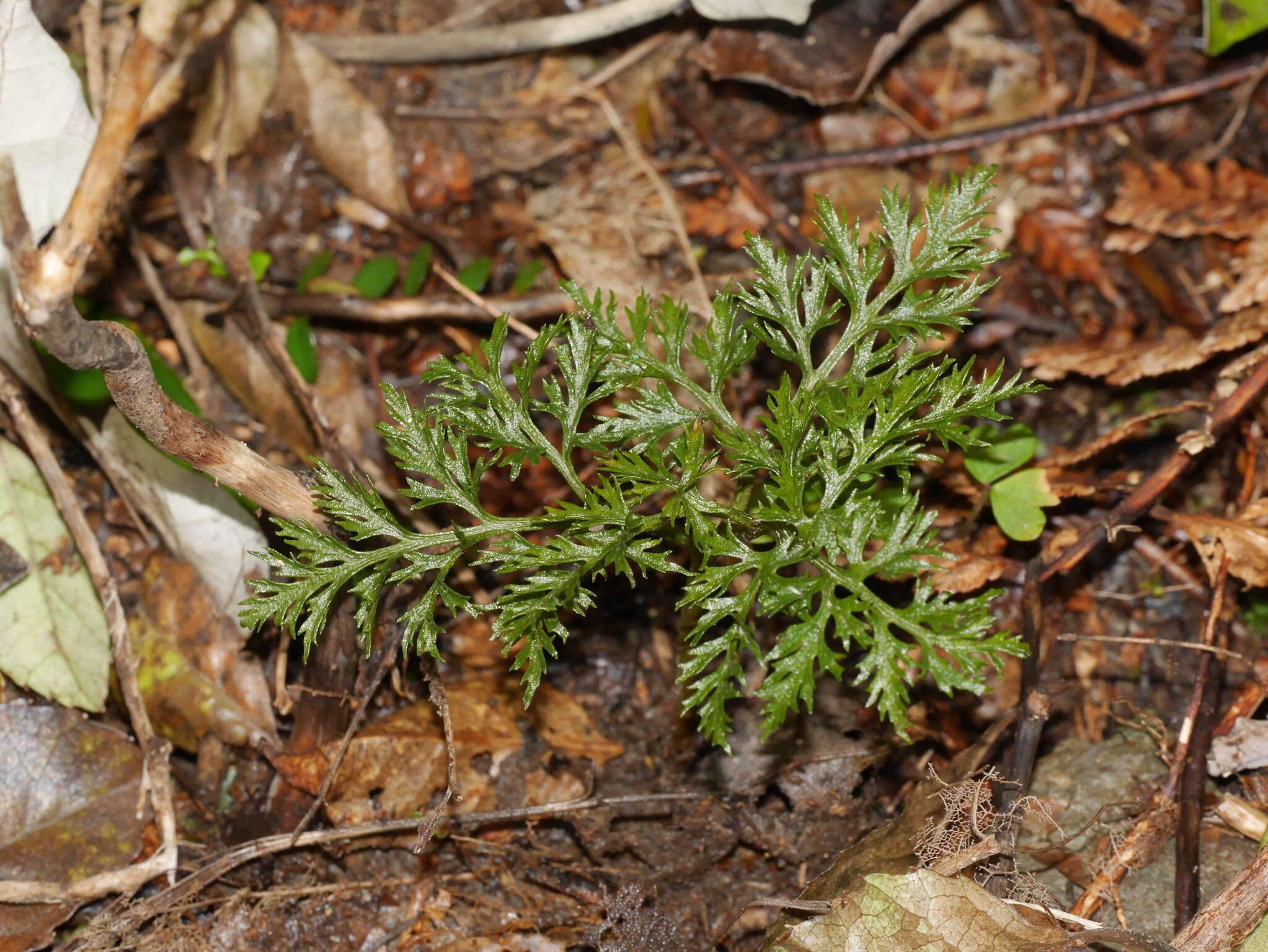 Слика од Sceptridium biforme Lyon