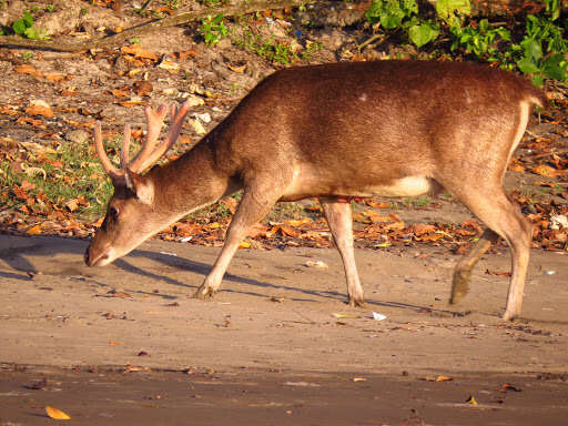 Image de Cerf de Timor