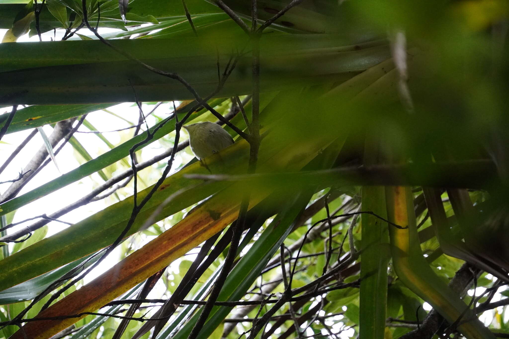 Image of Rodrigues Warbler