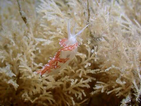 Image de Coryphella verta Ev. Marcus 1970