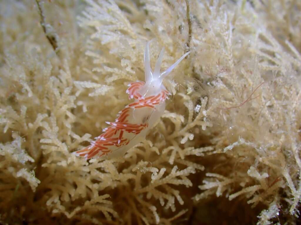 Image de Coryphella verta Ev. Marcus 1970