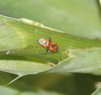 صورة Lygaeus equestris lactans Horvath & G. 1899