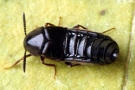 Image of Aleochara (Xenochara) brevipennis Gravenhorst 1806