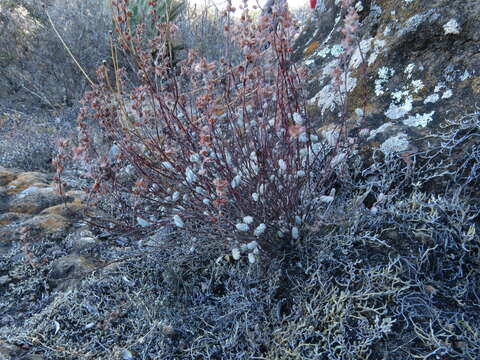 Image of Villadia albiflora (Hemsl.) Rose