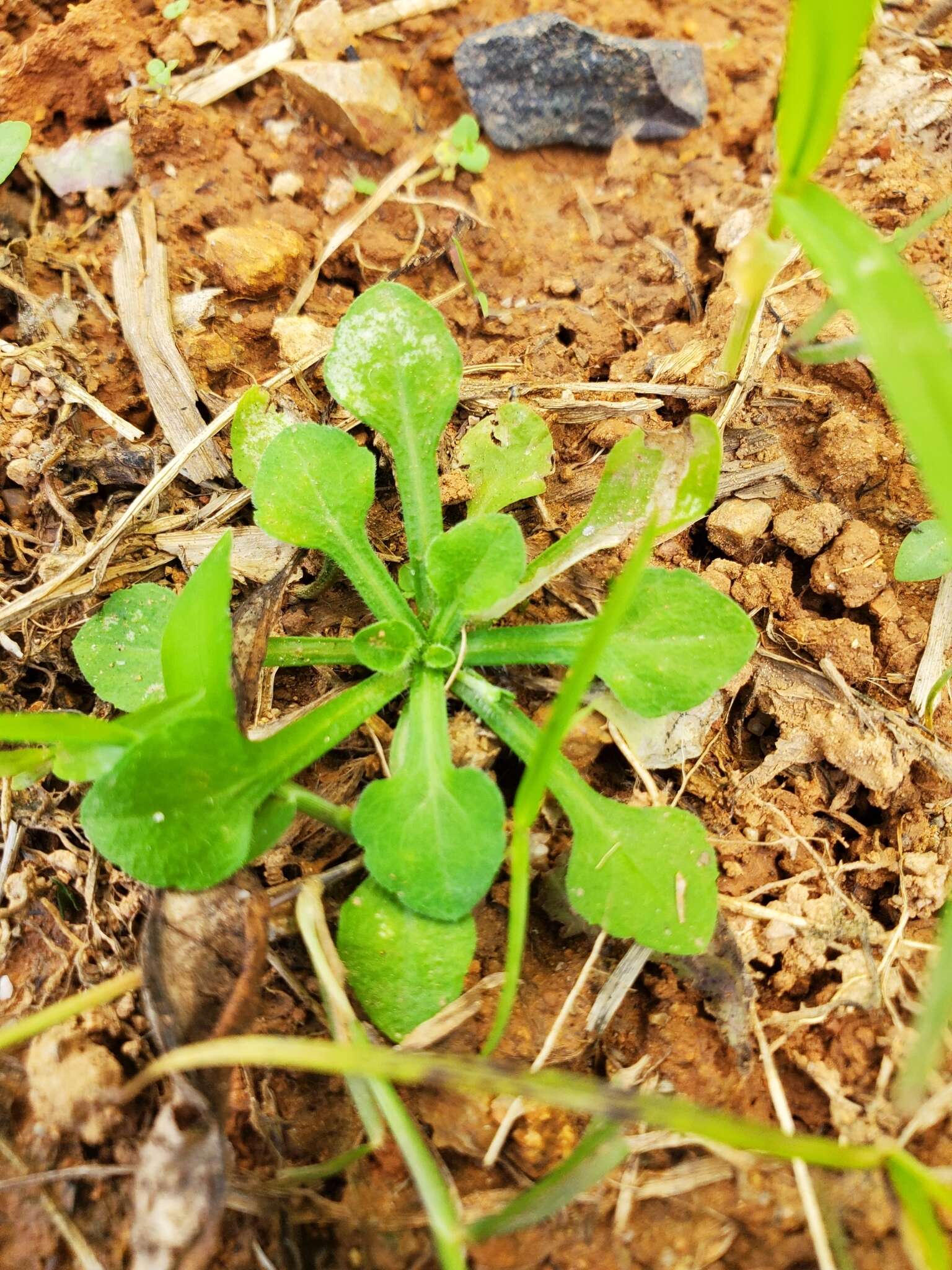 Слика од Erigeron bellioides DC.