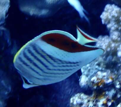 Image of Crown Butterflyfish