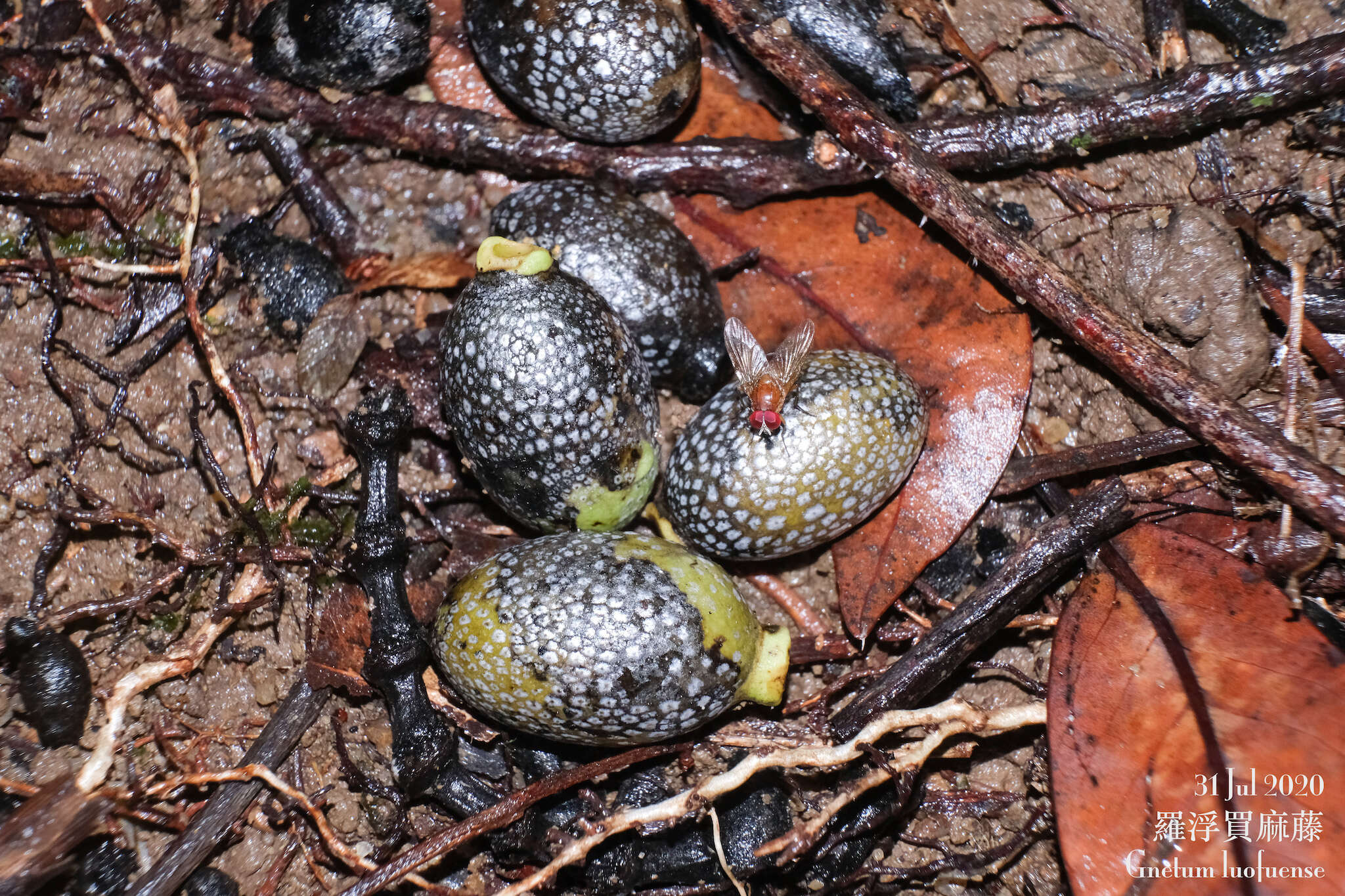 Gnetum luofuense C. Y. Cheng resmi