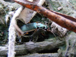 Sivun Chlaenius (Chlaenites) spoliatus (P. Rossi 1792) kuva