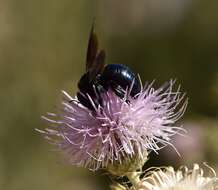 Imagem de Xylocopa californica Cresson 1864