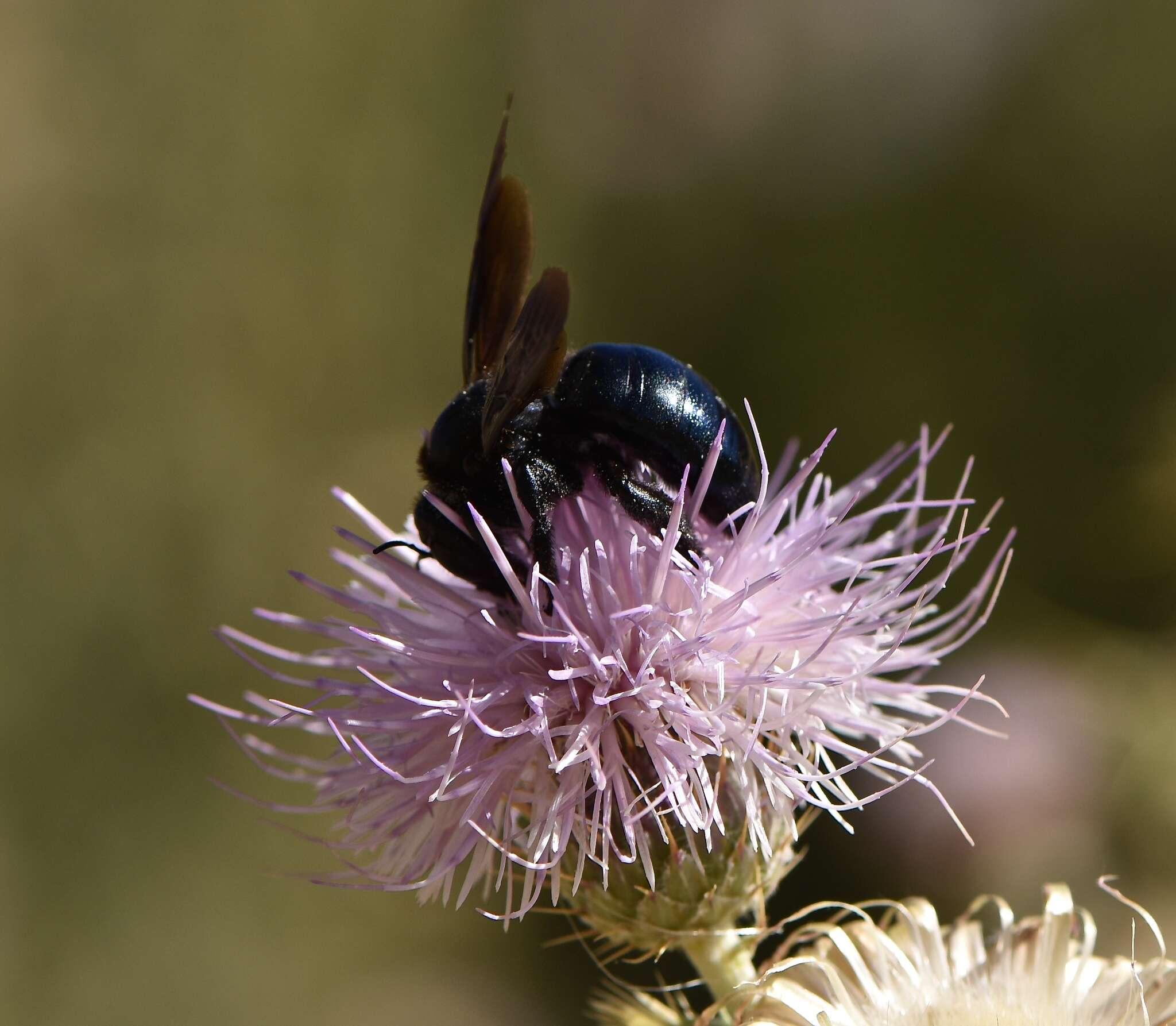 Xylocopa californica Cresson 1864 resmi