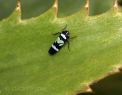 Image of Balacha decorata Cavichioli & Sakakibara 1988