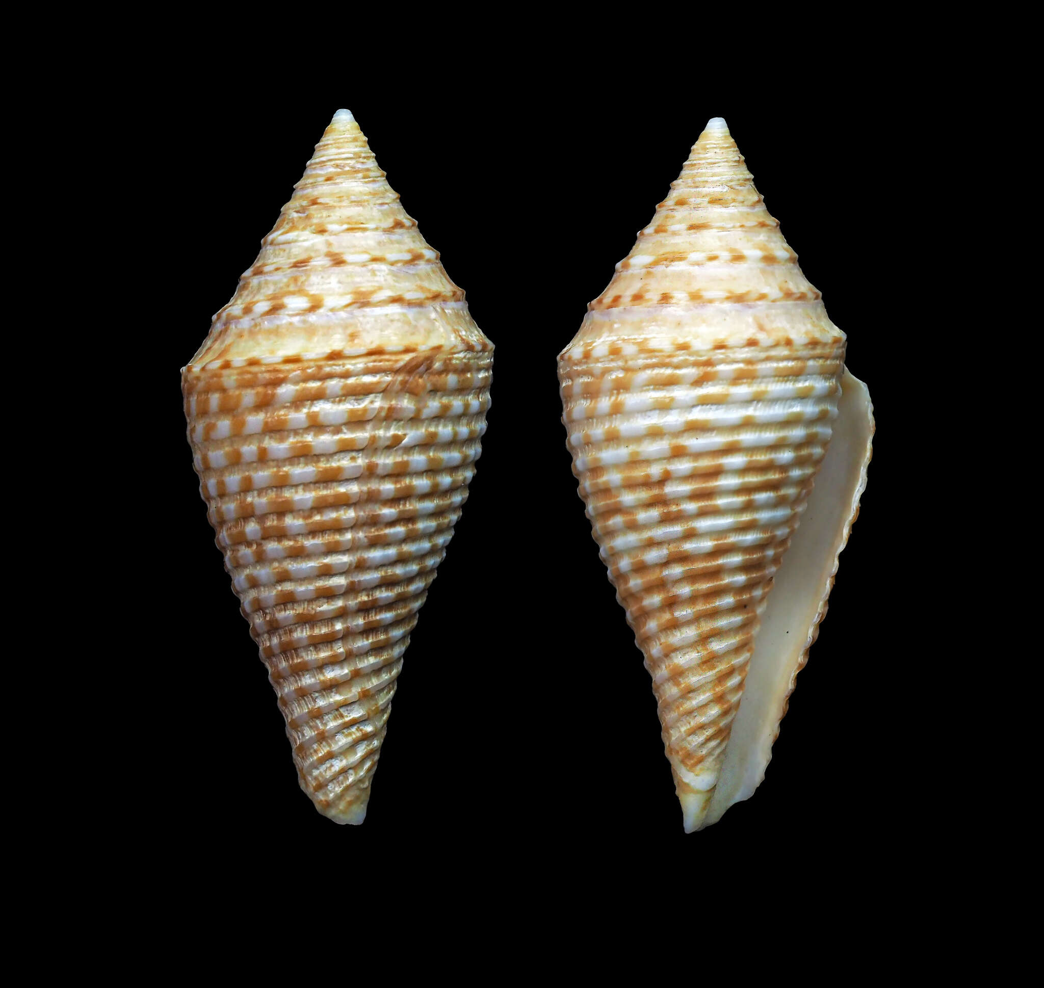 Image de Conus acutangulus Lamarck 1810