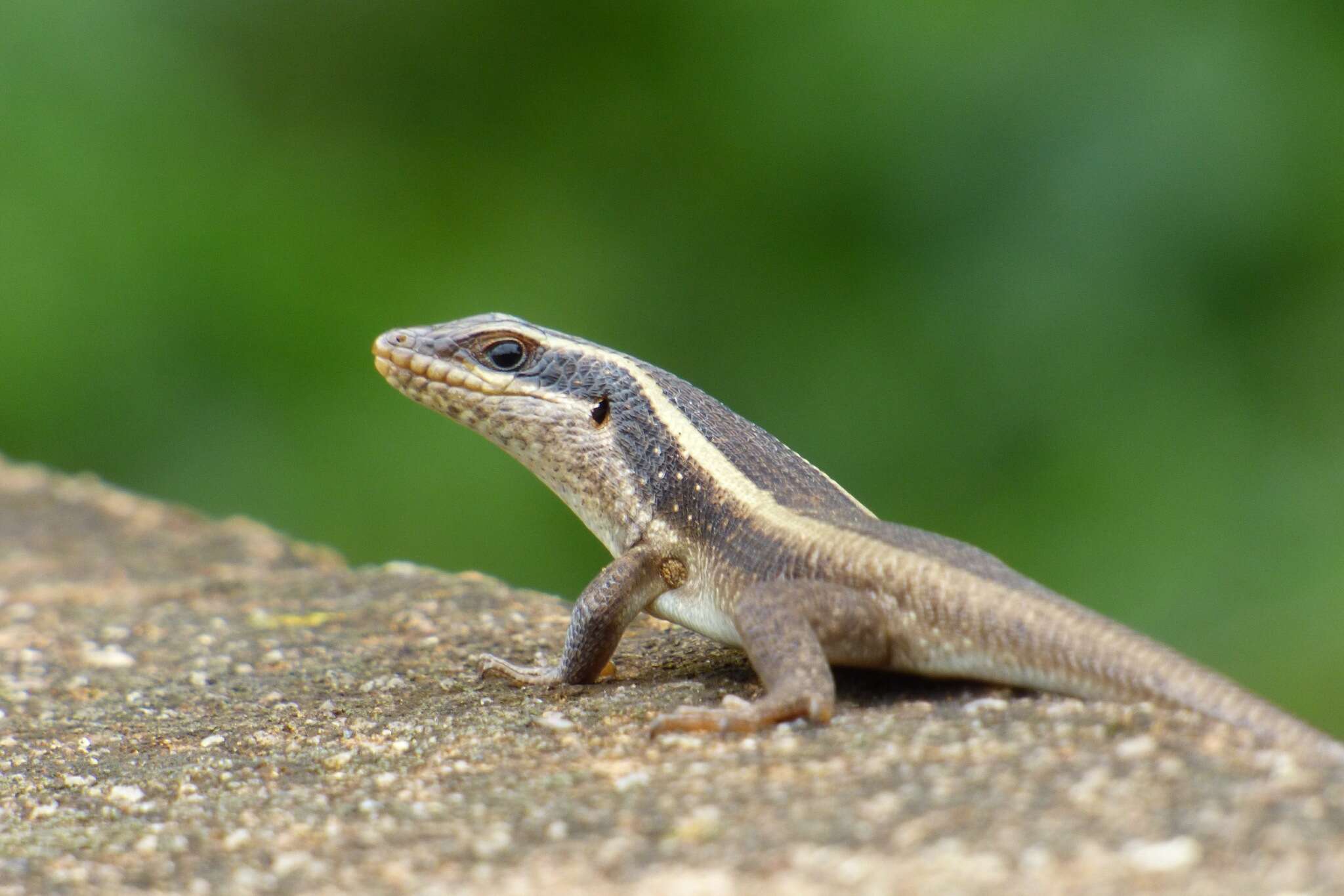 Image of Trachylepis striata (Peters 1844)