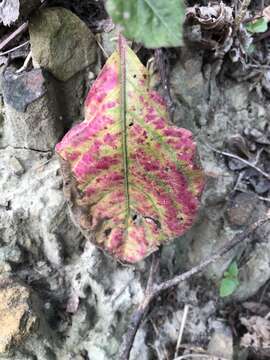 Image of Chaff-flower