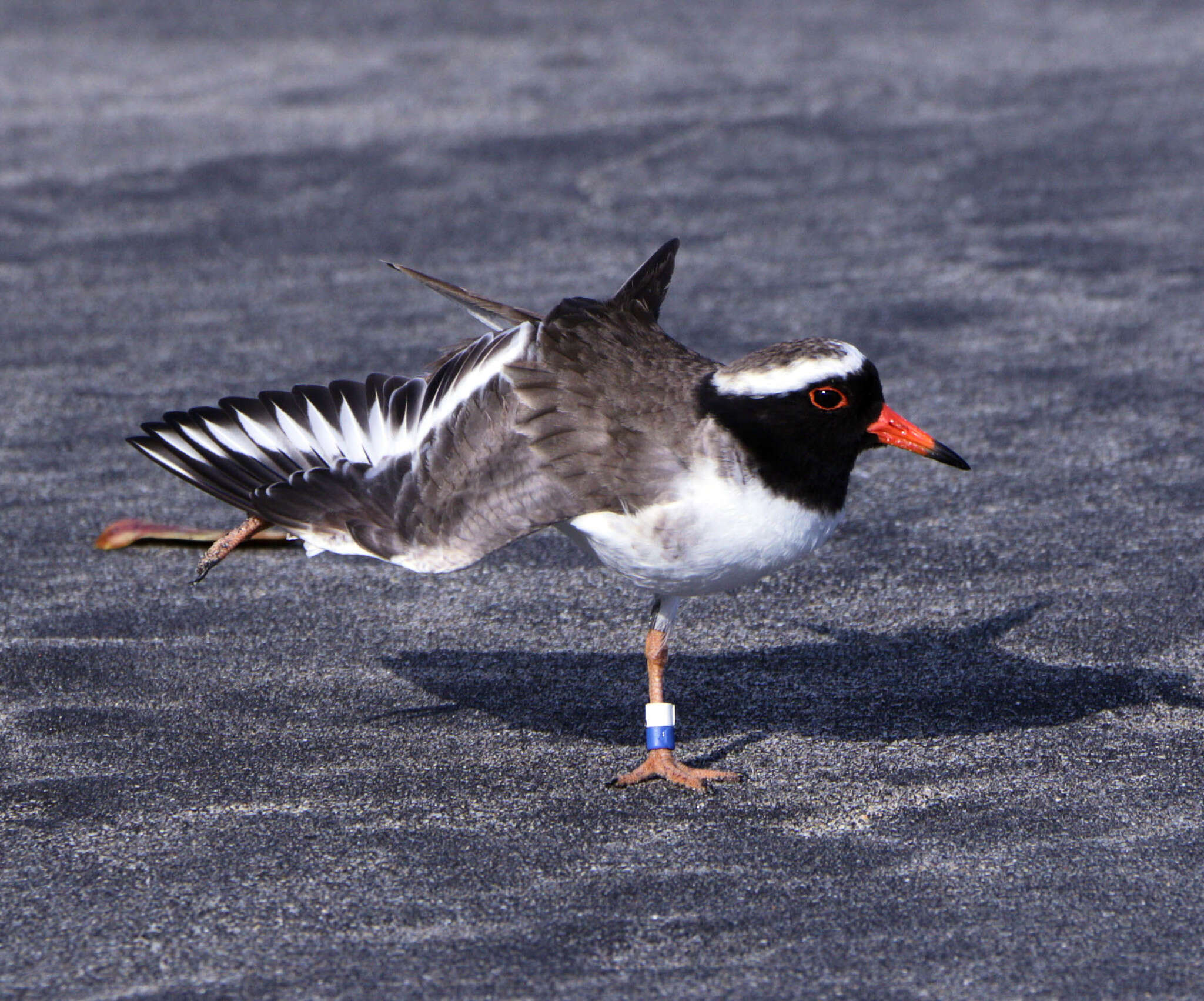 Image of Shore Dotterel