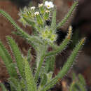 Image of Panamint cryptantha