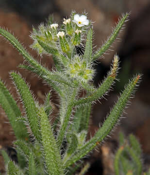 Image of Johnstonella inaequata A. Brand