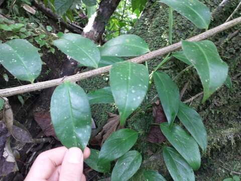 Image of Marcgravia umbellata L.