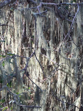 Image of Fishnet;   Menzies' cartilage lichen