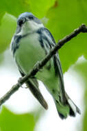 Image of Cerulean Warbler