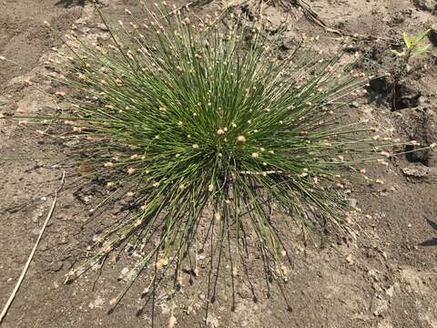 Plancia ëd Eleocharis geniculata (L.) Roem. & Schult.