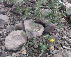 Image of Peruvian nightshade