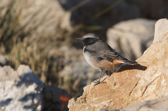 Image of Kurdish Wheatear