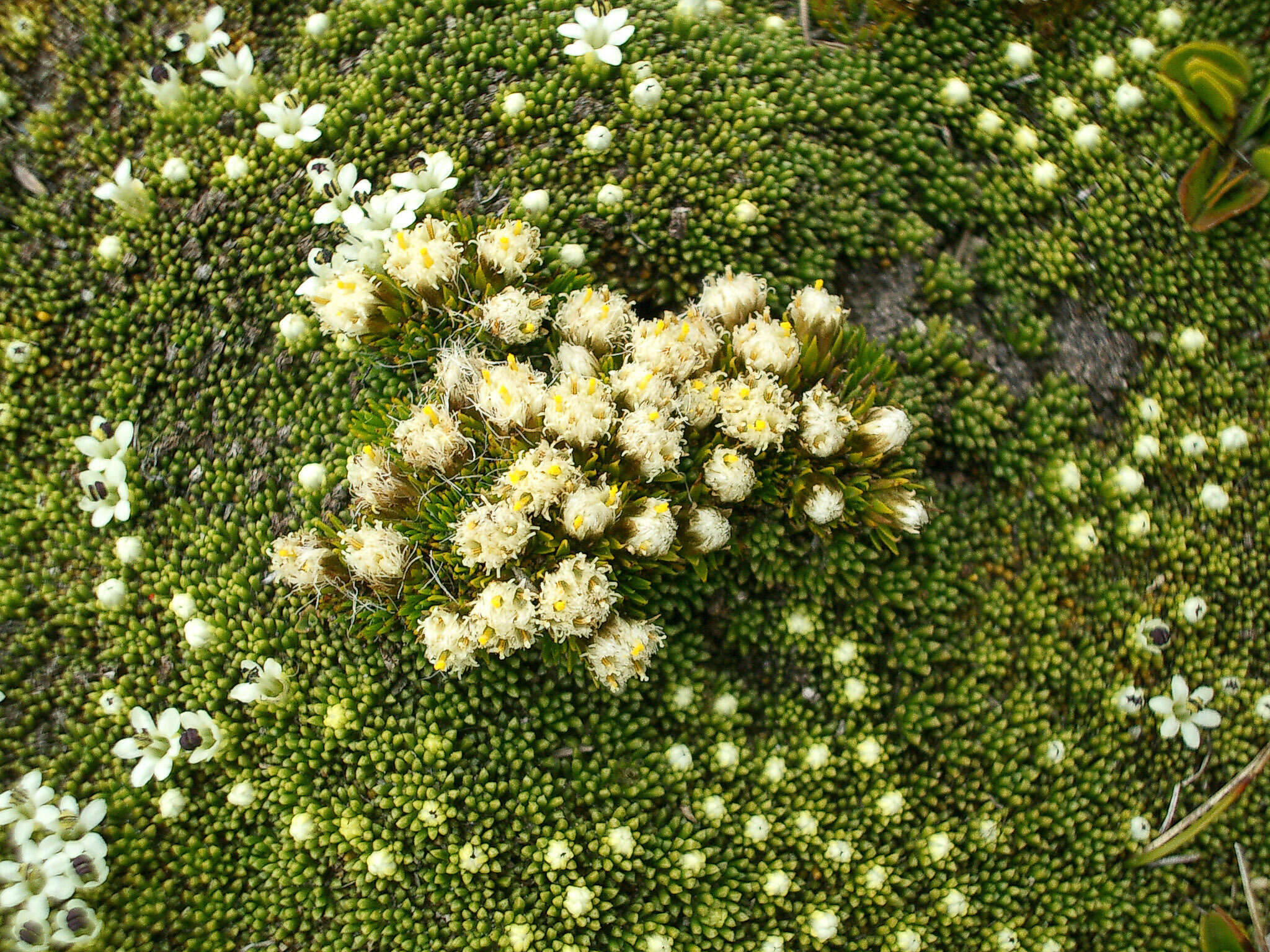 Plancia ëd Psychrophyton subulatum (Hook. fil.) Beauv.