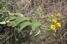 Image of Verbesina robinsonii (Klatt) Fern. ex B. L. Rob. & Greenm.