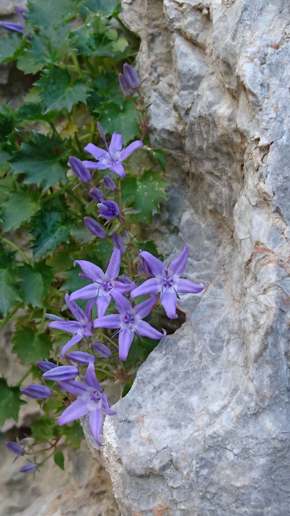 Image of Campanula fenestrellata subsp. fenestrellata