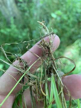 Imagem de Muhlenbergia sobolifera (Muhl. ex Willd.) Trin.