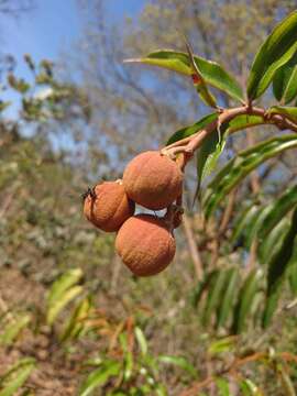 Image of Mabea fistulifera Mart.