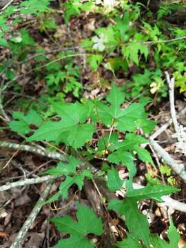 Image de Vitis palmata Vahl