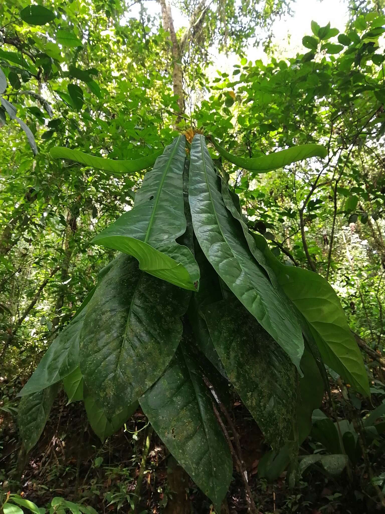 صورة Potalia turbinata Struwe & V. A. Albert