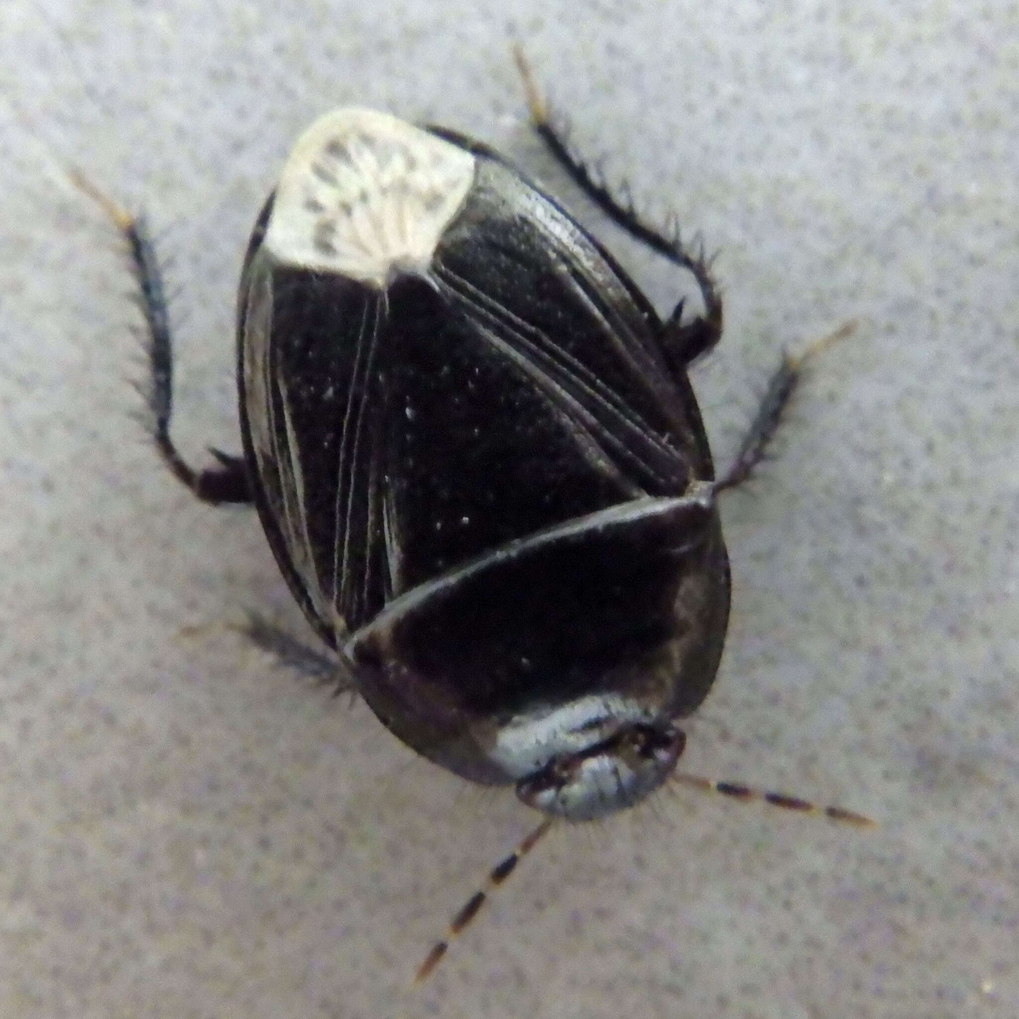 Image of <i>Macroscytus brunneus</i>