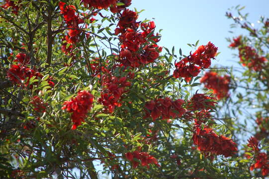 Слика од Erythrina crista-galli L.