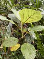 Image of Hawai'i false nettle