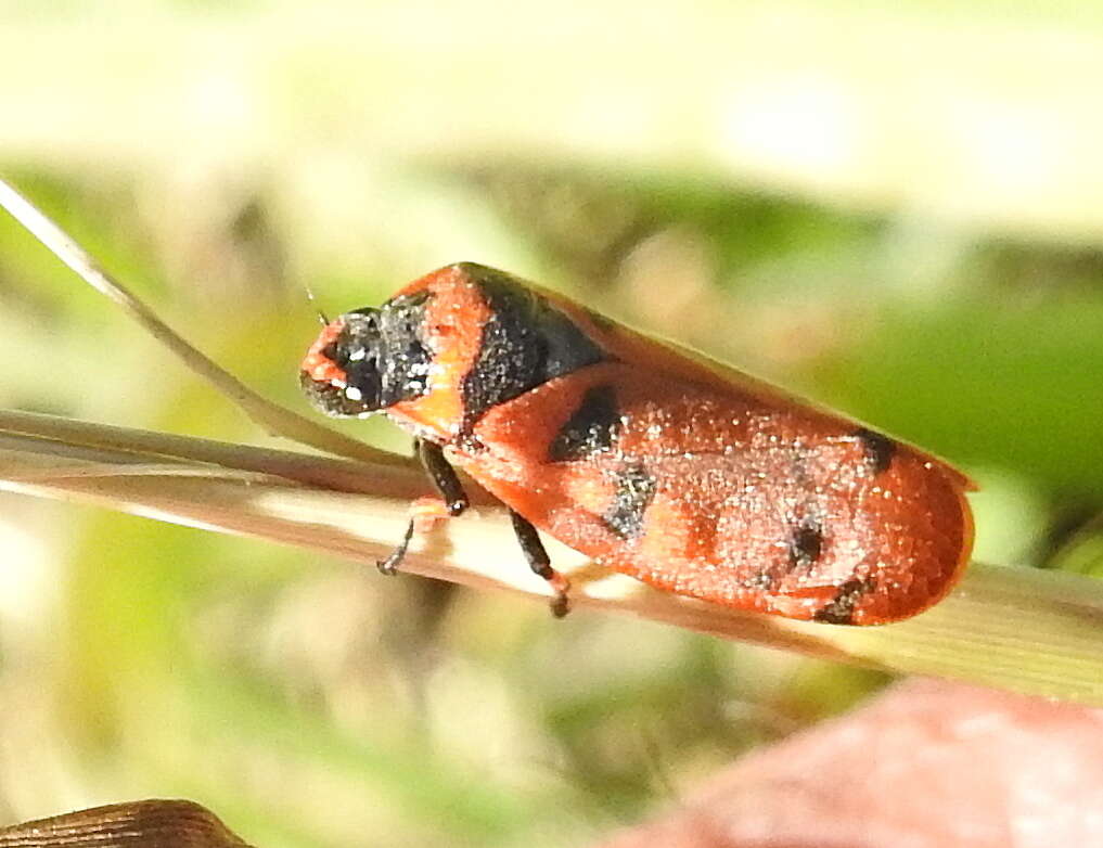 Image of Locris arithmetica (Walker 1851)