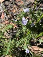 Image of Chloanthes