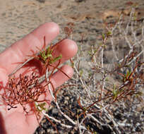 Imagem de Eriogonum leptophyllum (Torr. & Gray) Woot. & Standl.