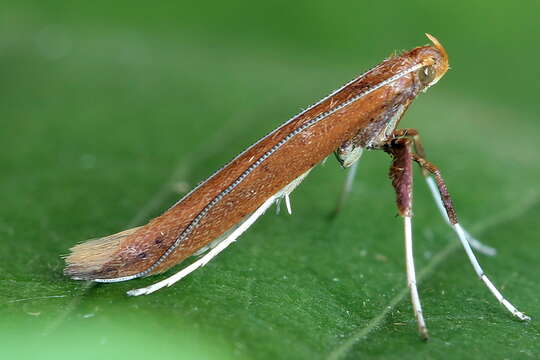 Image of Caloptilia elongella (Linnaeus 1761)