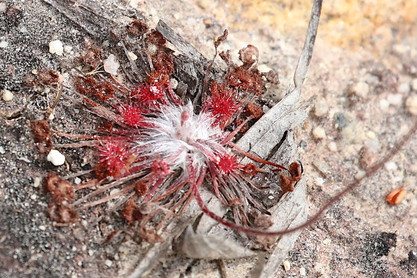 Image of Drosera petiolaris R. Br. ex DC.