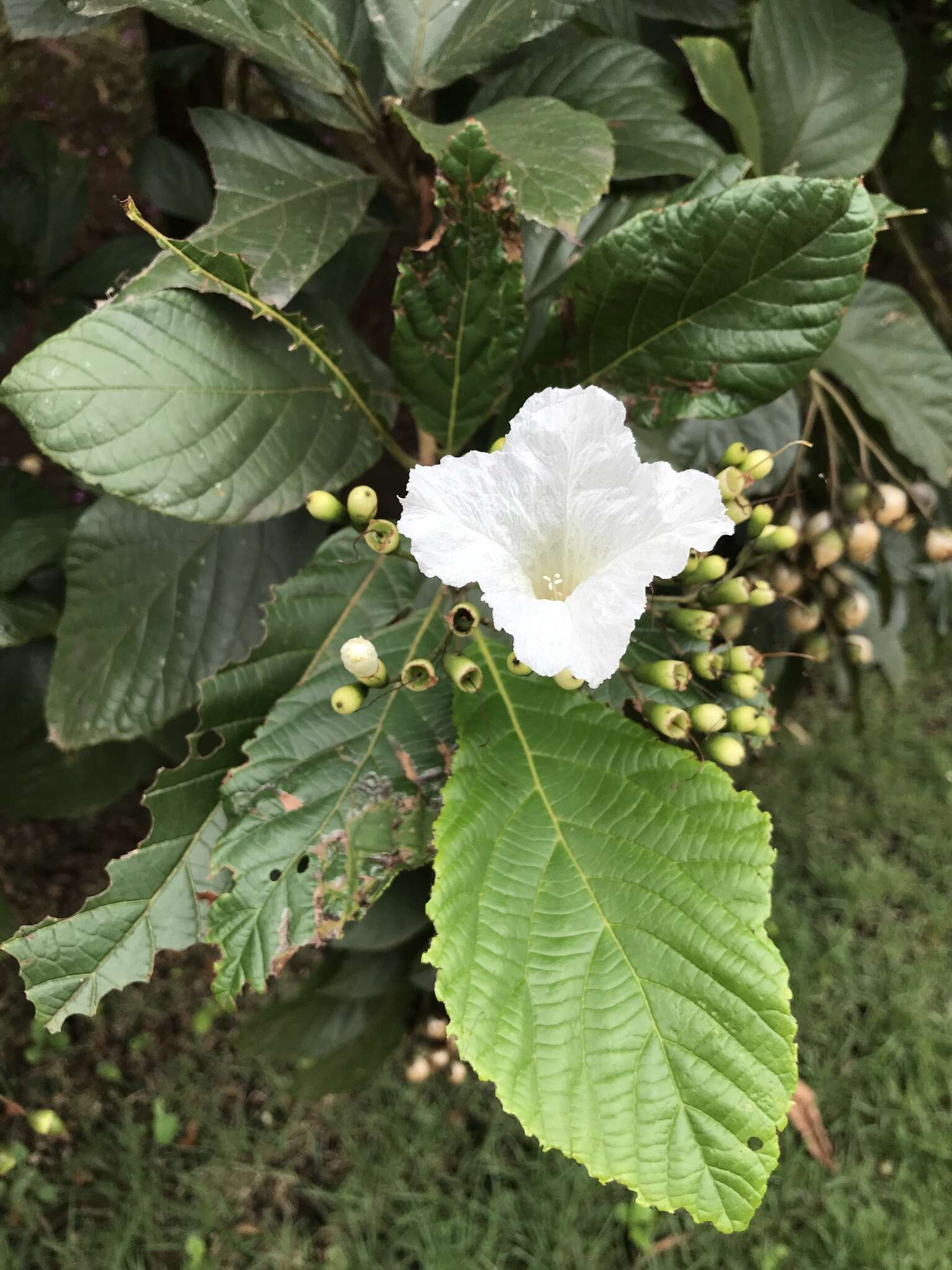 Image de Cordia superba Cham.