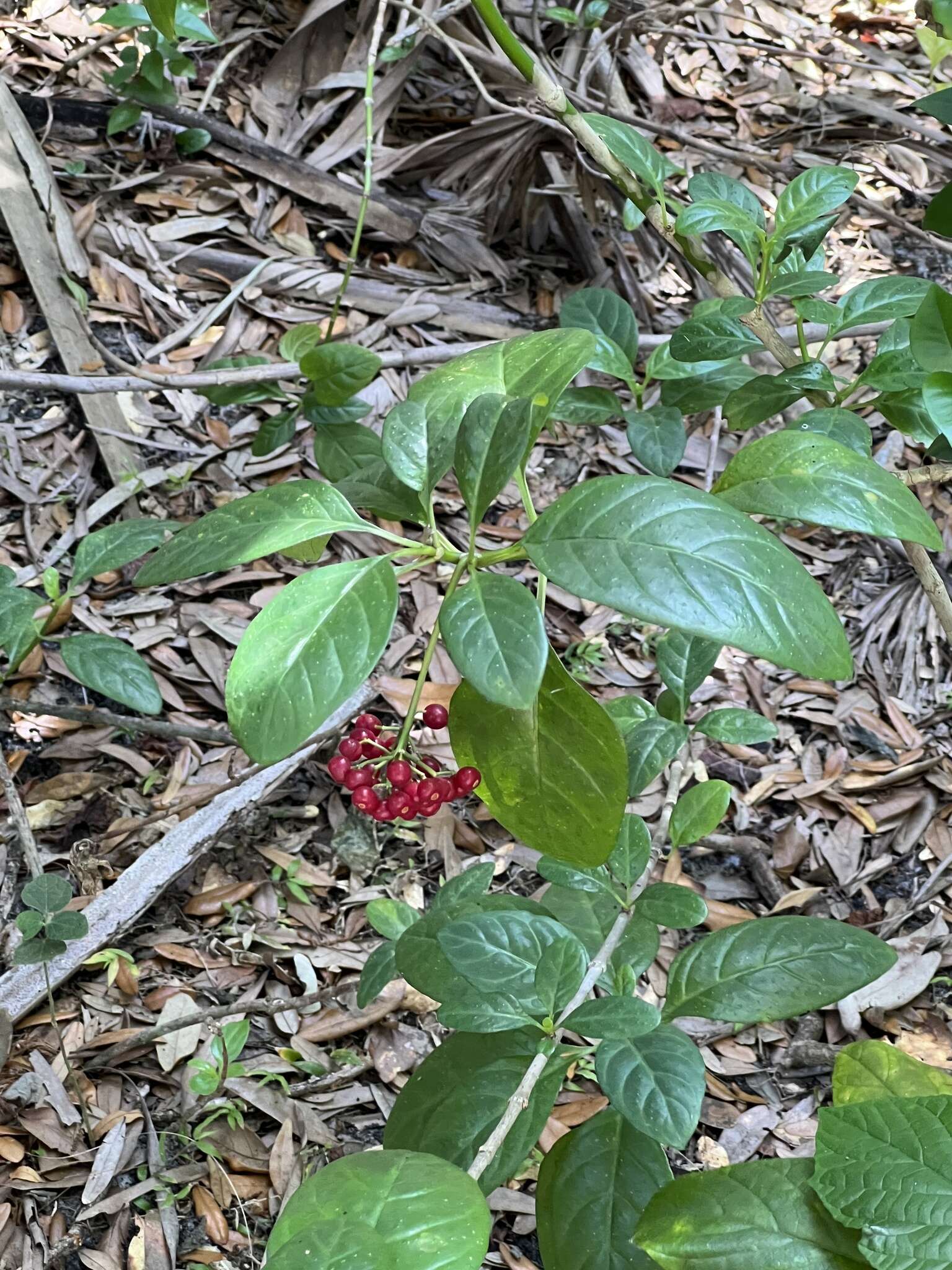 Imagem de Psychotria punctata Vatke