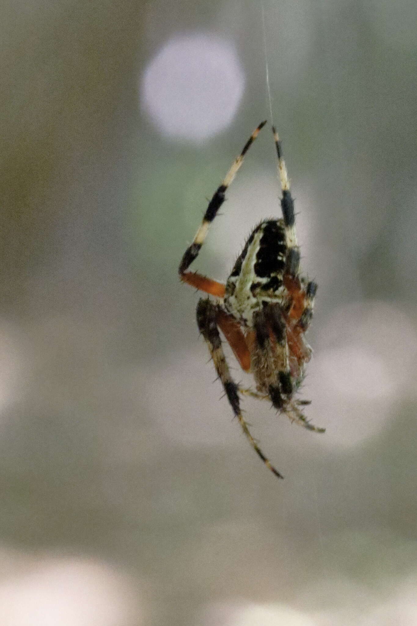 Image of Spotted Orbweaver