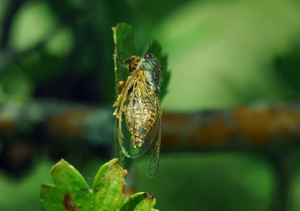 Sivun Oligoglena tibialis (Panzer 1798) kuva