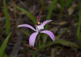 Image of Pink candy orchid