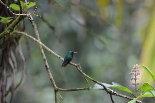 Image of Puerto Rican Emerald