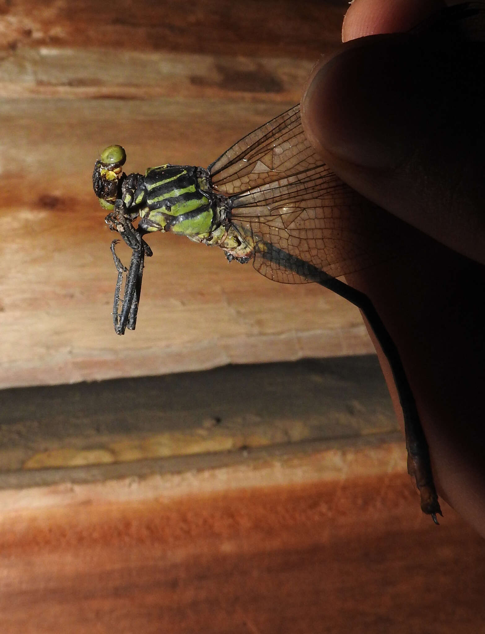 Image of Notogomphus spinosus (Karsch 1890)